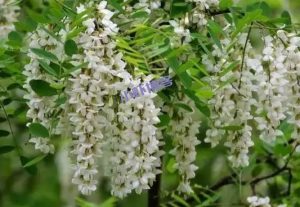 应季的好东西,堂弟送了点洋槐花