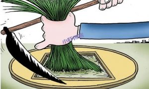 有韭菜属性的人,是躲不过镰刀的