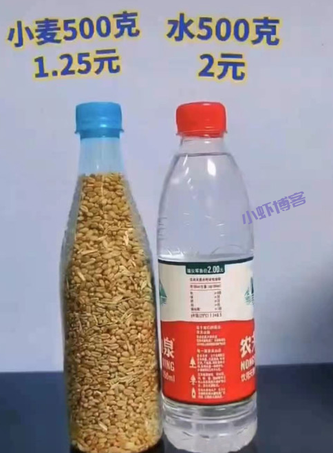 小麦价格今年回收上涨,家里十亩地又能多赚点