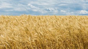 又是一年风吹麦浪