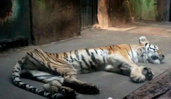 动物园一老虎骨瘦如柴