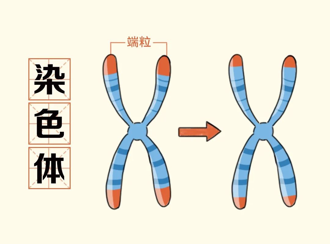 走路越快,人越年轻!