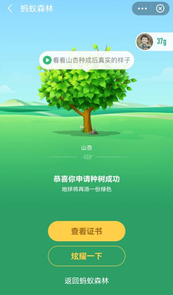 在支付宝蚂蚁森林种下一颗山杏