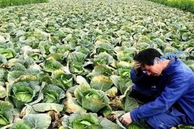 蔬菜滞销,今年菜农种植亏损严重