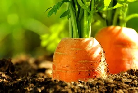 胡萝卜都有什么营养?看完这7点就明白了