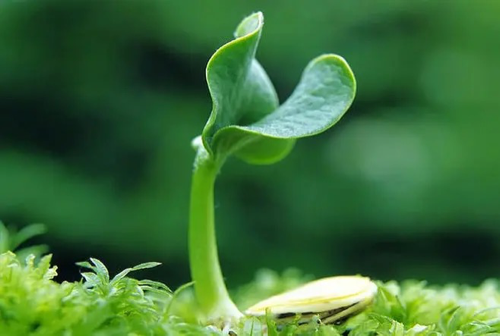 玩命去挣,才能有一线生机