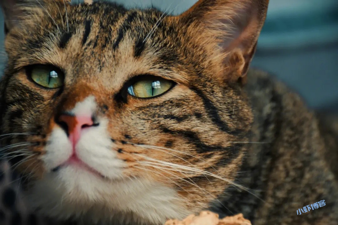 我家的猫被人毒死了