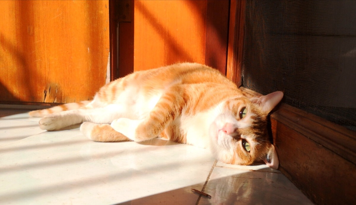 晒太阳能促进血清素合成